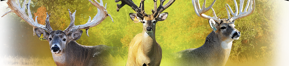 Trophy Ridge Ranch, Just West Of Saint Jo Is Located - Artificial Insemination (952x220), Png Download