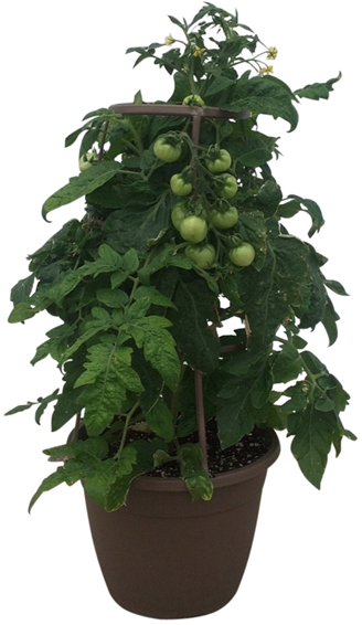 12in Tomatoe - Flowerpot (534x588), Png Download
