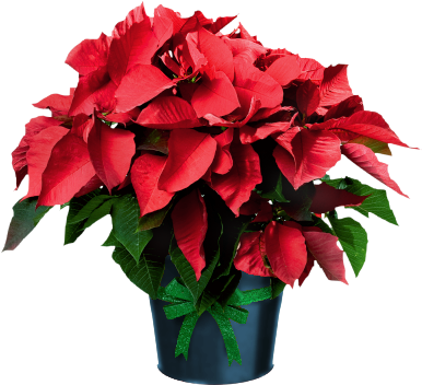 Poinsettia In Pots - Poinsettia Plant Clip Art (400x400), Png Download