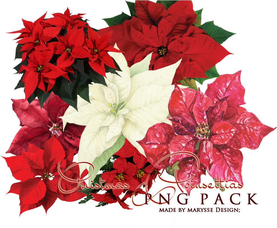 Christmas Flowers Png - Flowers For Cemeteries Red Poinsettia Artificial Saddle (1131x707), Png Download