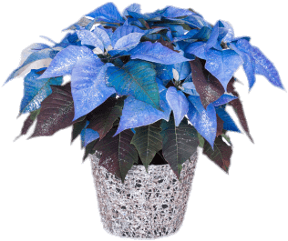 Blue Poinsettia Png - Poinsettia Plant (331x363), Png Download