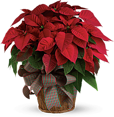 Red Poinsettia In A Basket With Bow - Large Red Poinsettia - Standard - Christmas Flowers (368x460), Png Download
