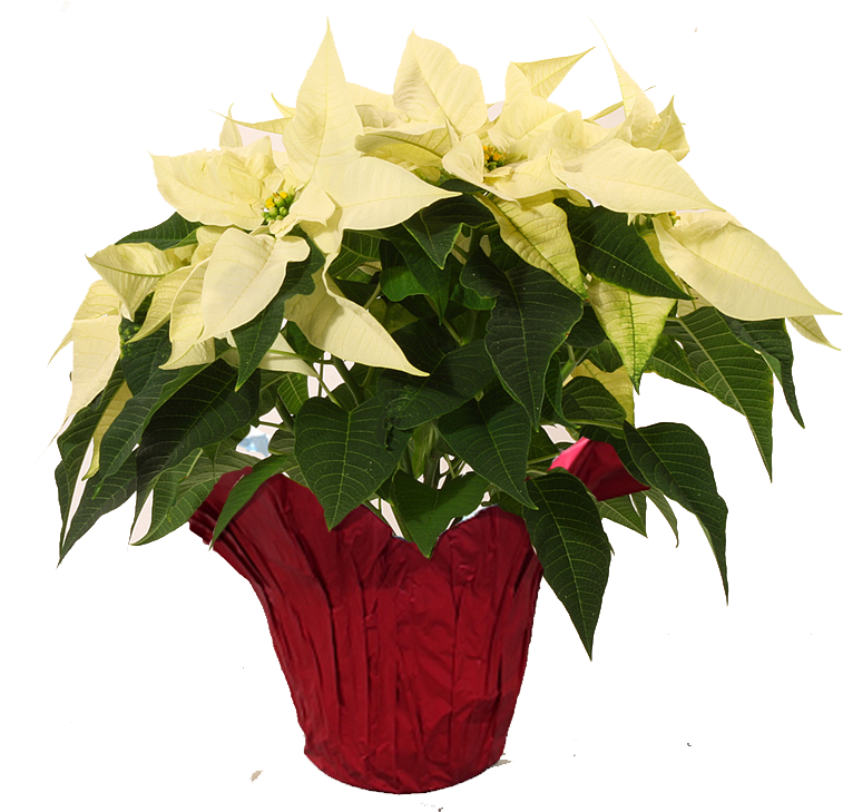 White-poinsettia - Poinsettia (789x732), Png Download