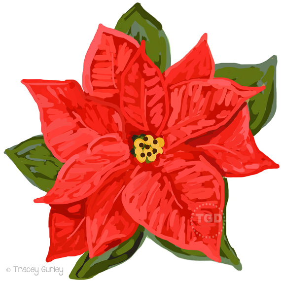 Poinsettia Png Download Image - Poinsettia Clipart Transparent Background (570x570), Png Download