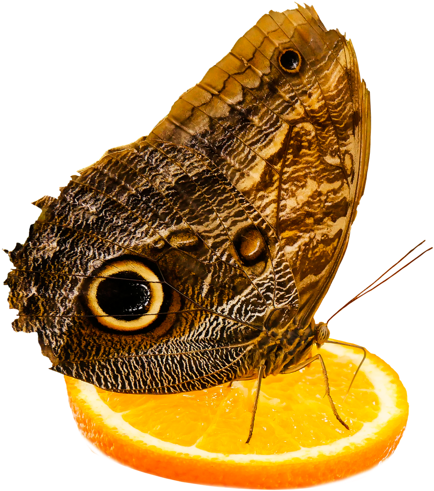 Butterfly (500x461), Png Download