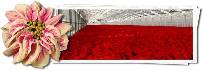 Color Spot Nursery (700x260), Png Download