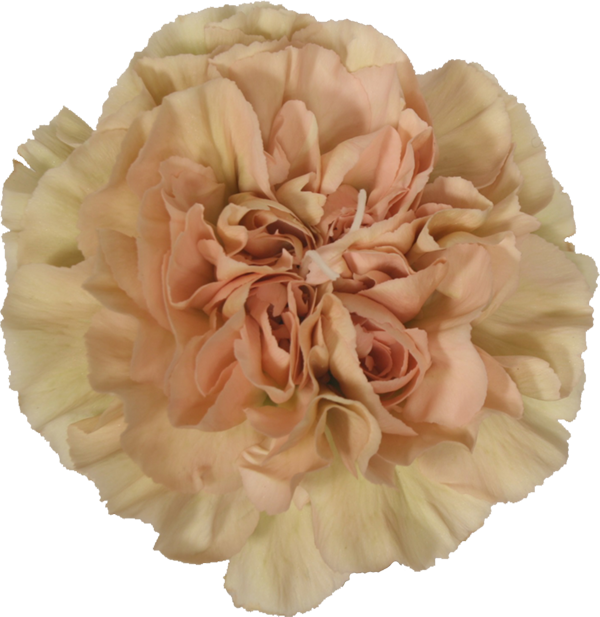 Picture - Carnation Peach Lege Marrone (600x617), Png Download