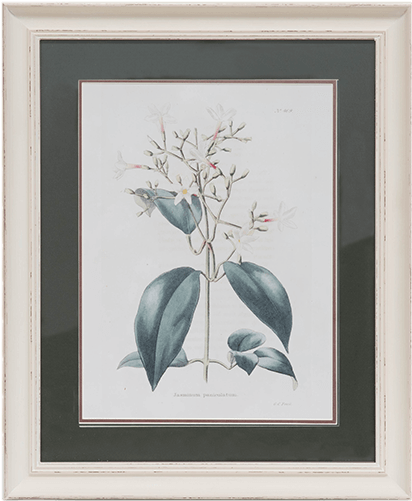 Flower Specimen - E.w. Cooke: Botanisches Kabinett I - Bild Auf Alu-verbundplatte, (600x600), Png Download