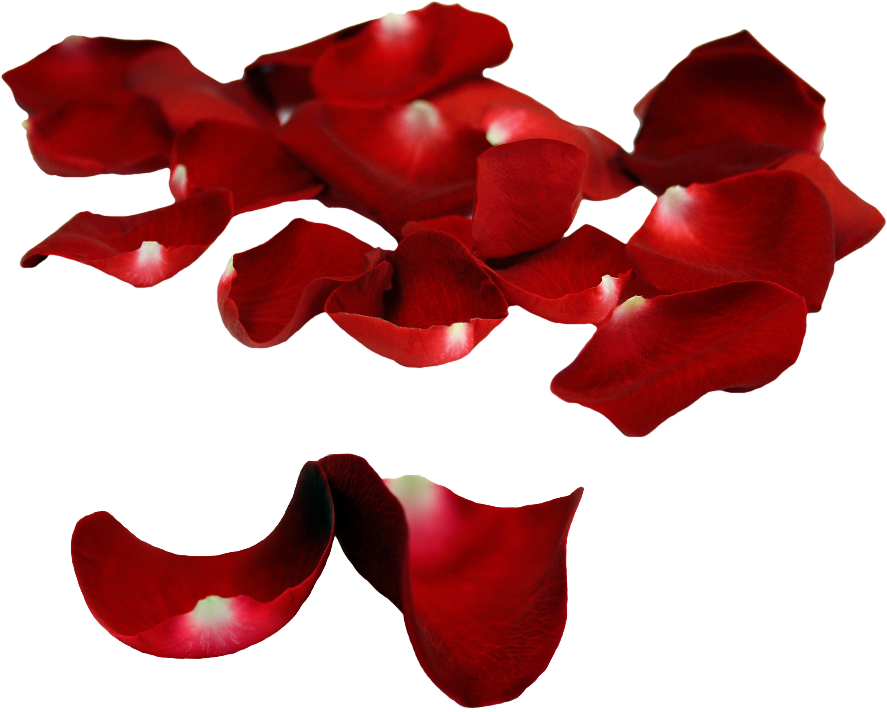 Rose Petals Falling Png - Red Flower Petal Falling Png (3248x2637), Png Download