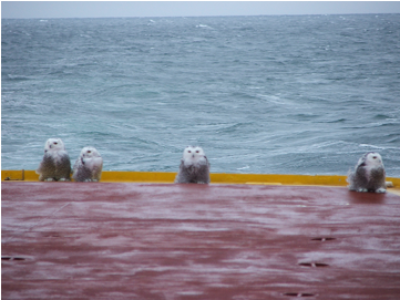 Ocean (480x270), Png Download