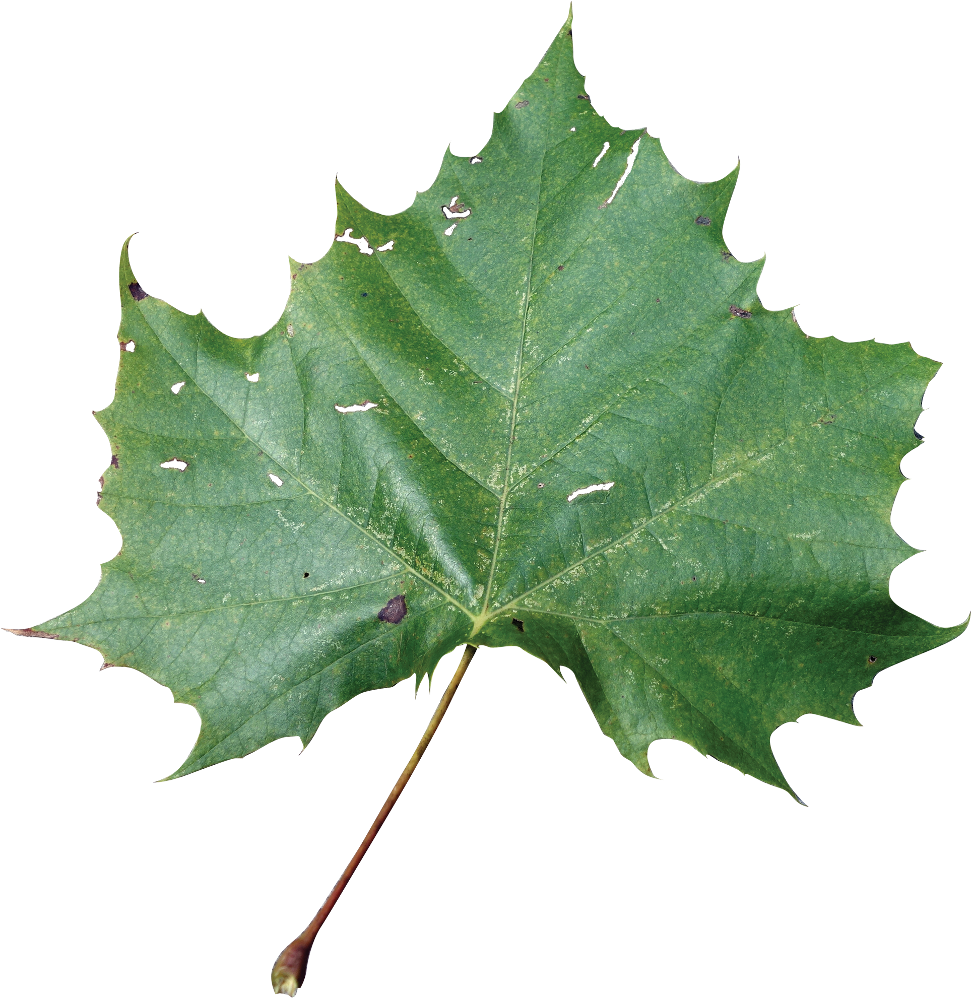 Sycamore Tree Leaf Png Transparent Sycamore Tree Leaf - Rose Leaf Png Hd (2000x2052), Png Download