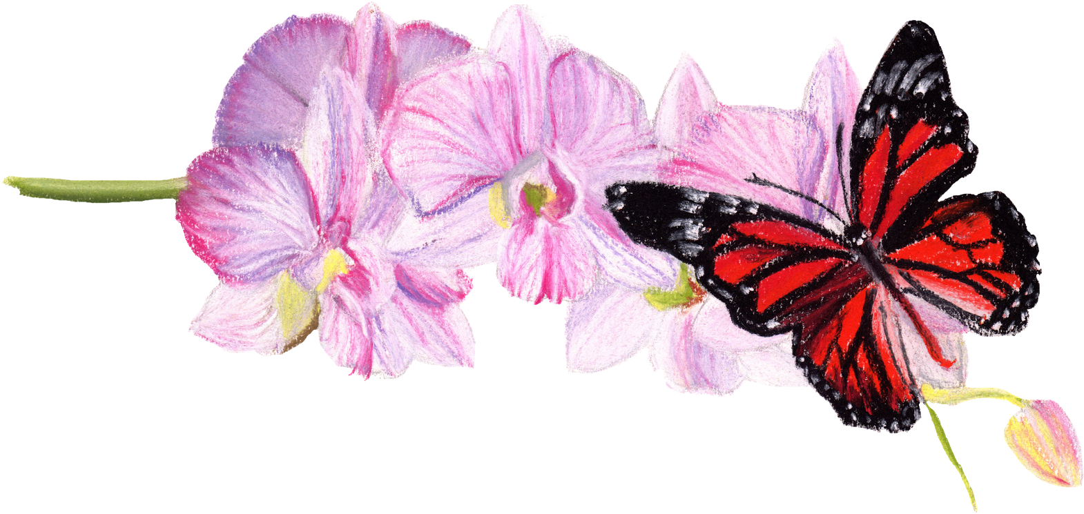 Posted By Laura Hepworth At - Malva (1600x757), Png Download