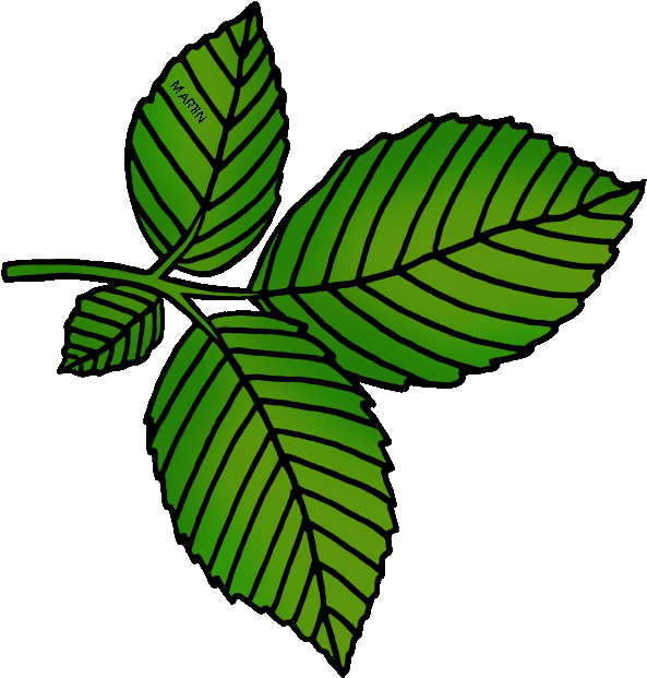 Collection Of Elm High Quality Free - Clip Art (635x648), Png Download