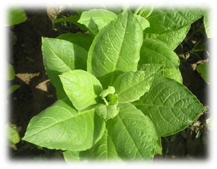 Tobacco History In Kyrgyzstan Dates Back To 19th Century - Spinach (425x330), Png Download