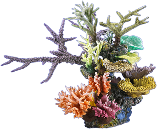 Blobfish Cafe - Arrecife De Coral Png (580x435), Png Download