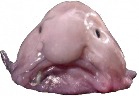 Blobfish Transparent - John Scarce Is Fat (450x312), Png Download