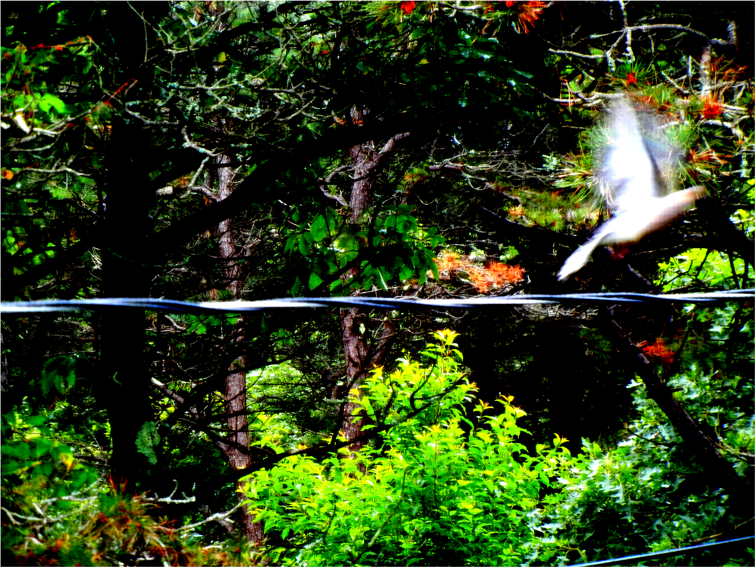 Dove On The Wire - Old-growth Forest (1599x1266), Png Download
