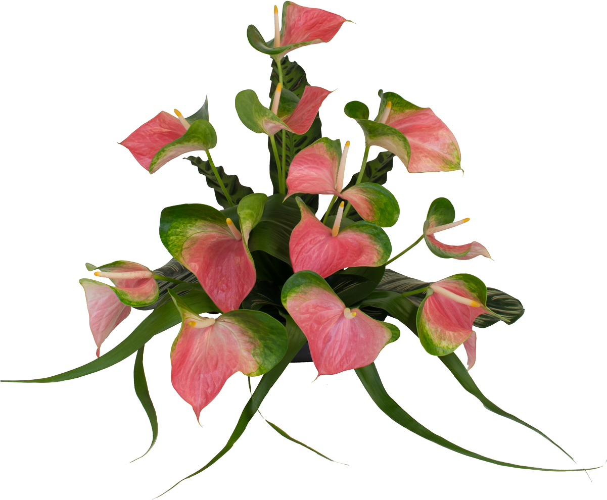 Anthurium Flower Design Png (1200x1138), Png Download