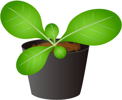201208 Tobacco - Nicotiana Tabacum Png (436x459), Png Download