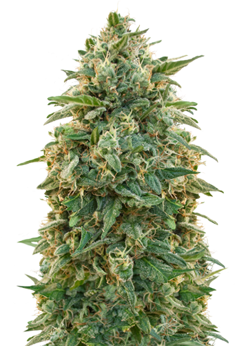 Amnesia - Sensi Seeds White Gold (420x500), Png Download