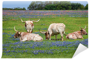 Texas Longhorn Cattle In Bluebonnet Wildflower Pasture - Texas Longhorn (400x400), Png Download