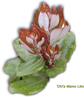 A Home Ohia Mamo Liko - 'ohi'a Lehua (425x401), Png Download
