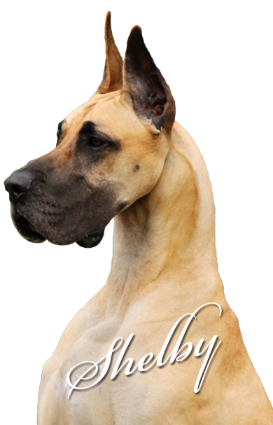 Mooneriver's Footprints - Giant Dog Breed (390x607), Png Download