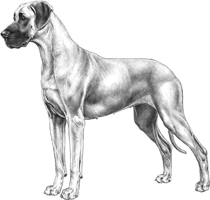 Great Dane - Fci Great Dane (800x800), Png Download