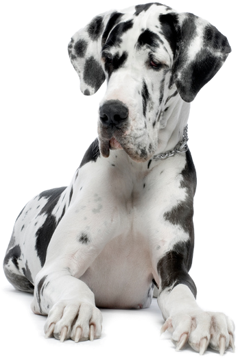 Great Dane - Country Legends Live Tammy Wynette [region 1] (373x559), Png Download