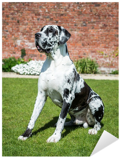 Great Dane (400x400), Png Download