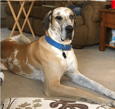 Alabi Great Dane Puppy Breeders In Tx - Great Dane (444x442), Png Download