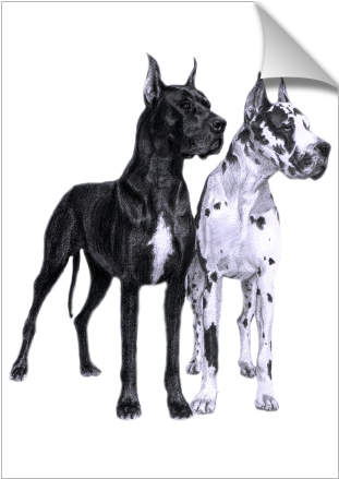 Great Danes Drawing - Große Däne-zeichnen Postkarte (674x516), Png Download