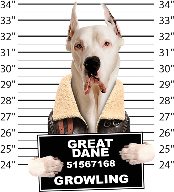 Very Cool Great Dane Mug Shot Funny Dog Art Long Sleeve (625x675), Png Download