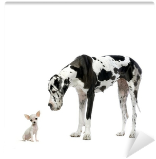 Bioengineering Dog (400x400), Png Download