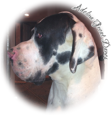 Ludivico Delle Benvenuto Fioravanti 100% Euro Great - Great Dane (400x400), Png Download