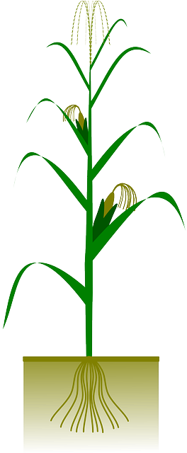Maize, Corn, Agriculture, Biology, Botany, Cob, Crop - Maize Plant (320x640), Png Download