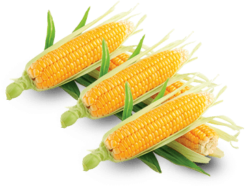 Maize (380x322), Png Download
