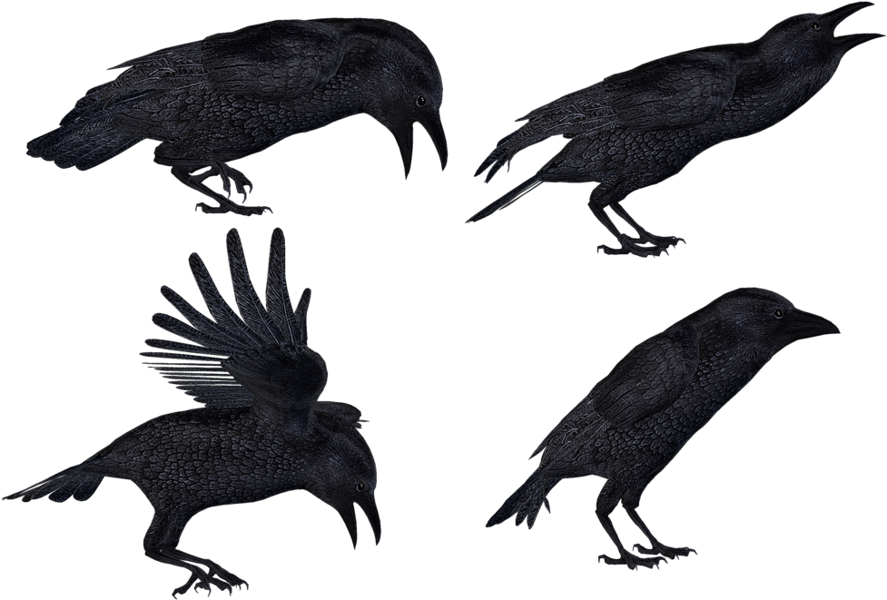 Crows 2 Png Stock By Roy3d - Flying Raven Png (1024x724), Png Download