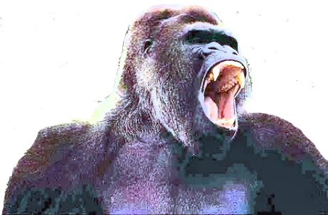 The Interest Excited In The Natural History Of The - Gorilla Roar (460x313), Png Download