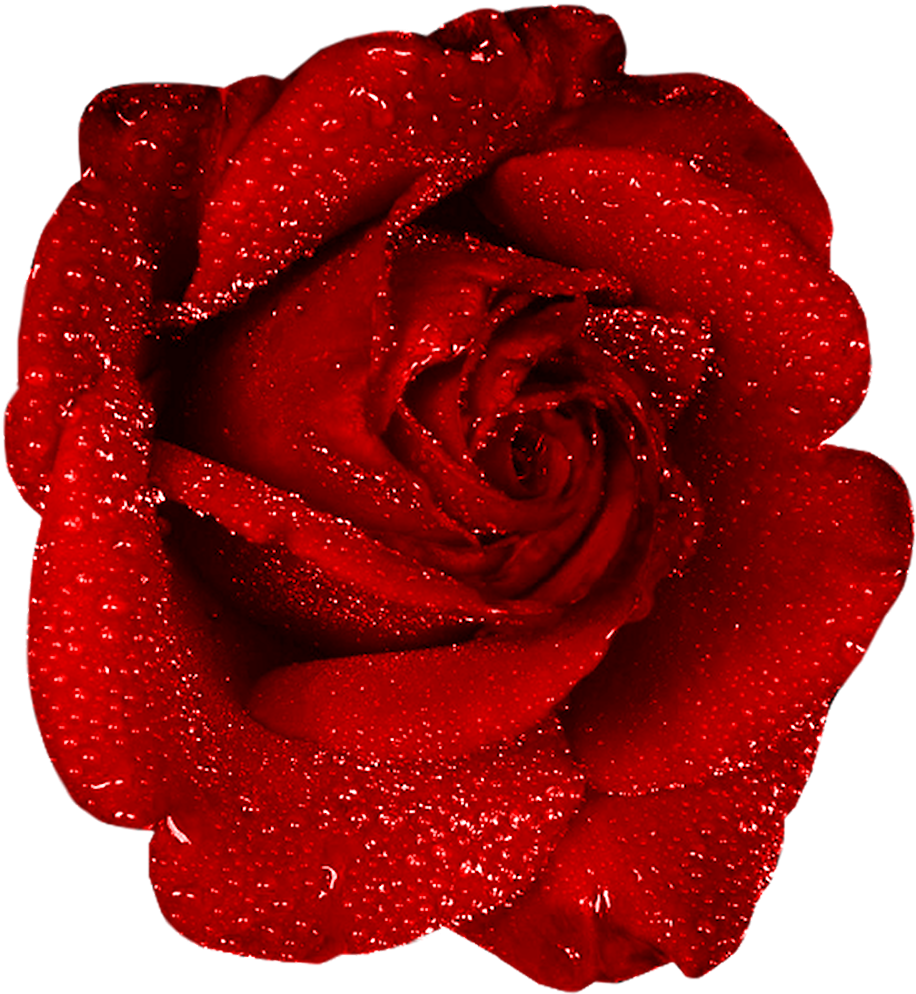 Red Rose With Dew Clipart - Png Clipart One Red Rose (918x1000), Png Download