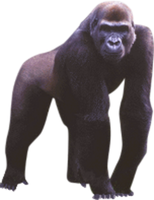 Gorilla Psd - Apes Png (309x400), Png Download
