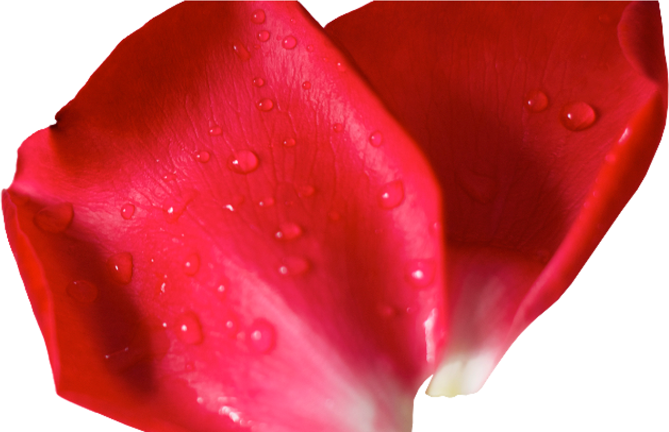 Red Flower Petals - Petal (1368x855), Png Download