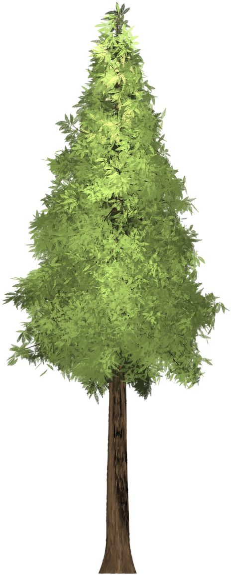 Forest, Redwood Tree Painted Tree Green Nature Pla - Painting (1280x1280), Png Download