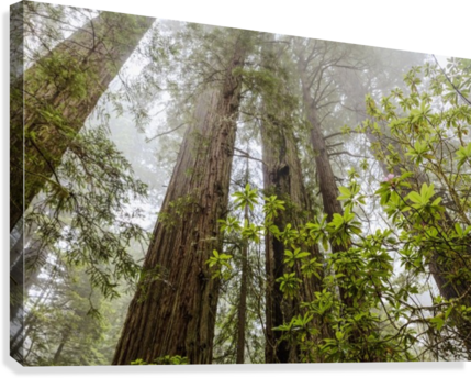 Redwood Trees In Fog, Redwood National And State Parks - Ready To Frame Artwork Forest Redwood (429x344), Png Download