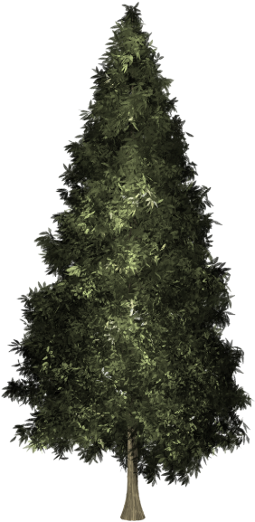 Welch Pine Christmas Tree (500x649), Png Download