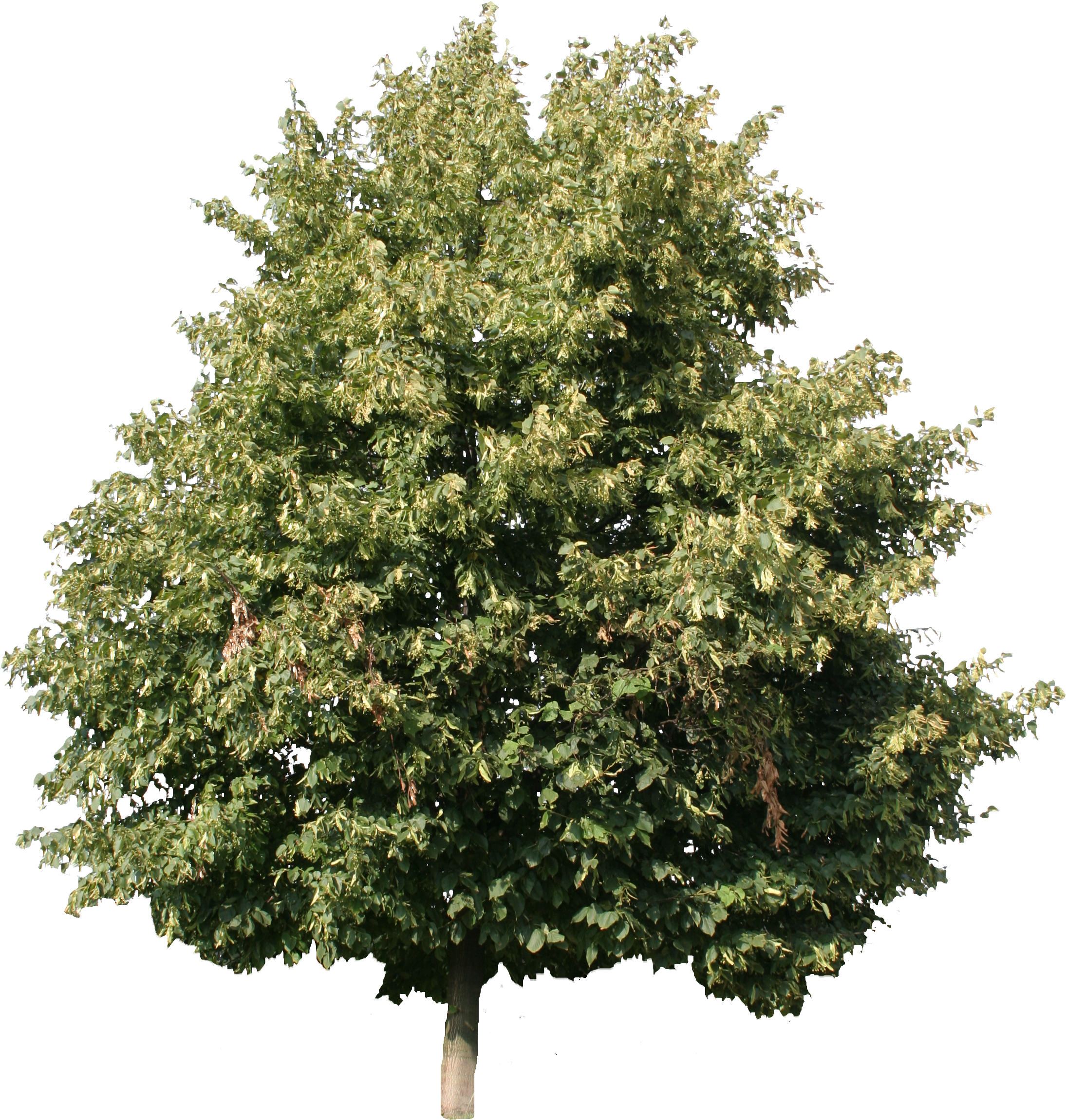 2d Trees - Linden Tree Cut Out (2304x2488), Png Download