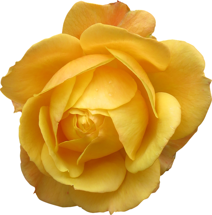 Yellow Rose Flower Free Png Transparent Images Free - Giant Single Yellow Rose Shirt Men ^ ^ Ho2by - White (710x720), Png Download