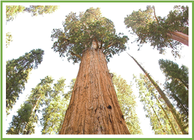 Major Oak - Sequoia National Park (400x300), Png Download