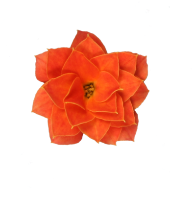 Double Flower Orange - Widow's-thrill (480x480), Png Download