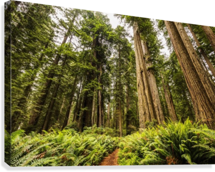 Redwood Trees, Lady Bird Jonhson Grove, Redwood National (429x344), Png Download